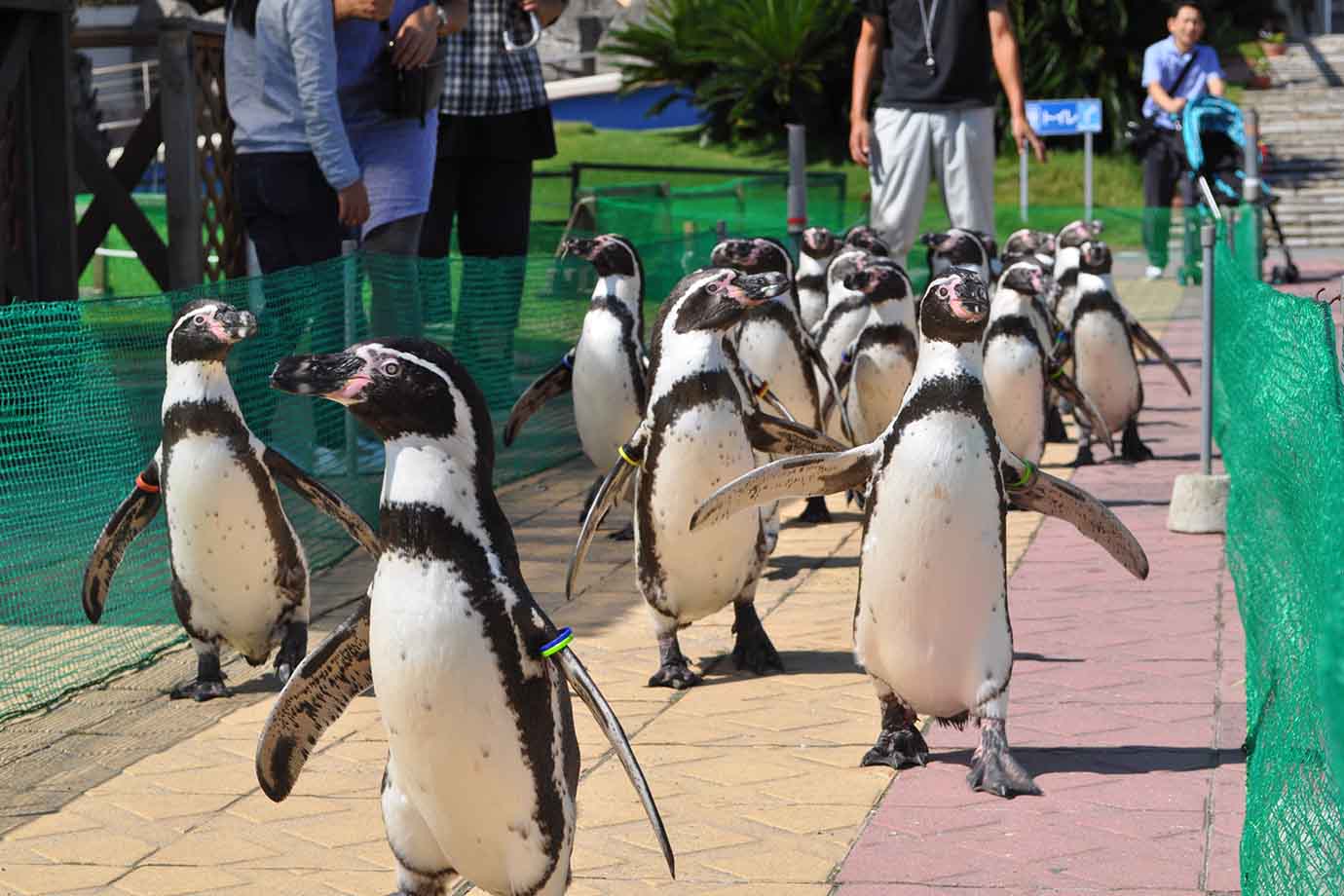 「ふれあいカーニバル」では、アシカやアザラシ、イルカに無料で触ることができ、ペンギンには餌やりができます。