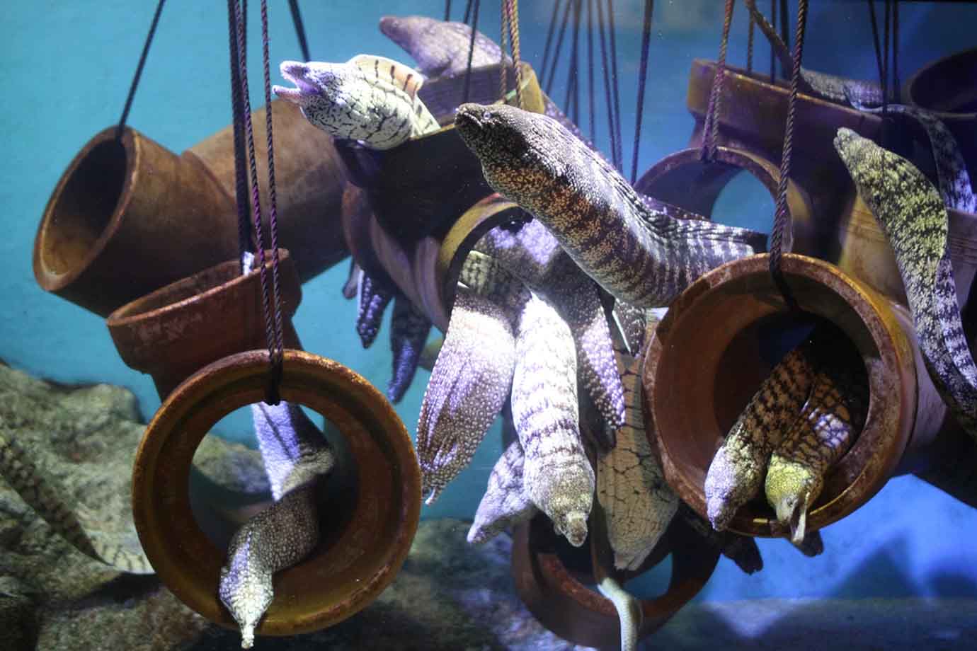 東海エリアでおすすめの水族館、2つ目は「竹島水族館」。