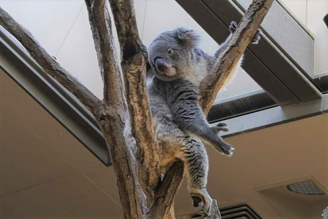 この日は起きているコアラがいて、かわいいあくび姿を見せてくれました。