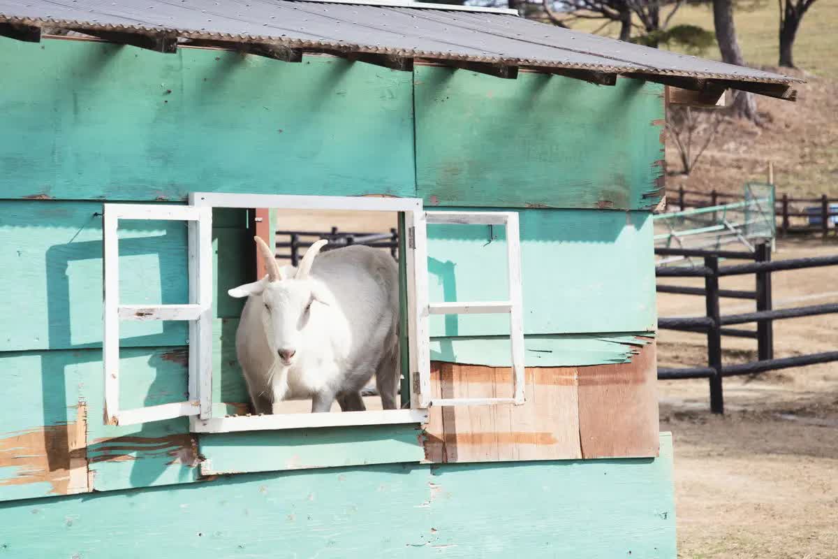 約40種類250匹もの動物たちに出合える、豊田市の鞍ケ池（くらがいけ）公園内にある「鞍ケ池公園動物園」。