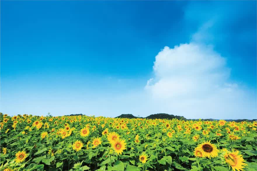 季節の花々が咲き誇る「観光農園花ひろば」。