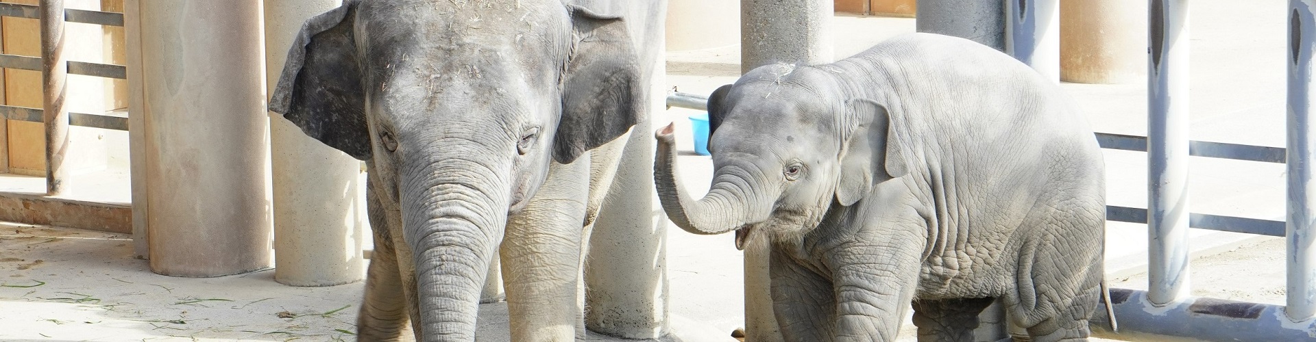 動物園のスターの素顔～アジアゾウ編～