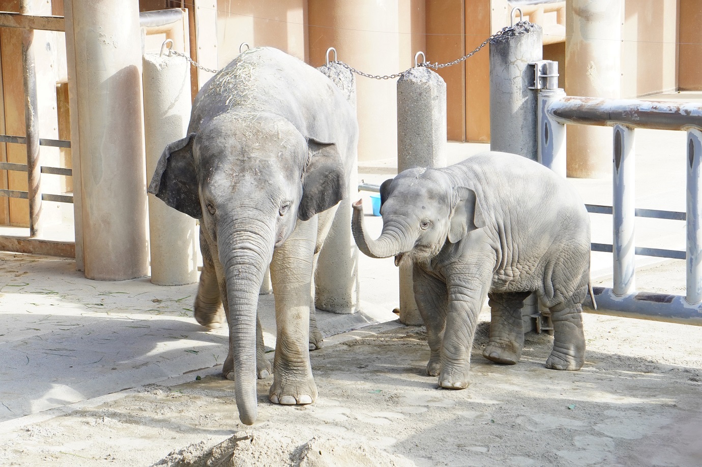 ※さくら（左）、うらら（右）／写真提供：名古屋市東山動植物園