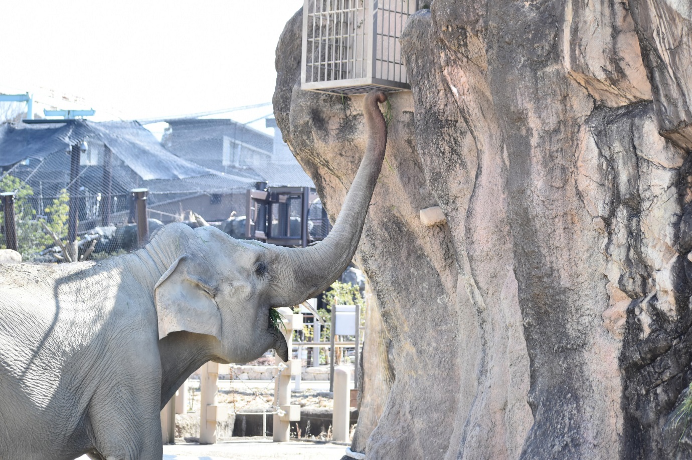 ワルダー（写真提供：名古屋市東山動植物園）