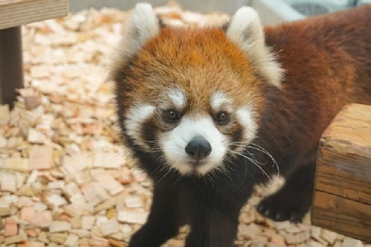 動物園のスターの素顔　シセンレッサーパンダ編