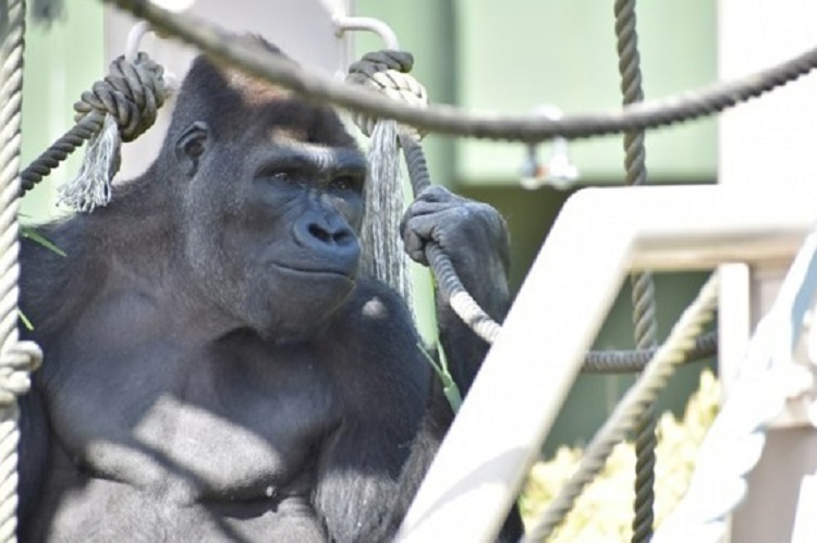 動物園のスターの素顔　ニシゴリラ編