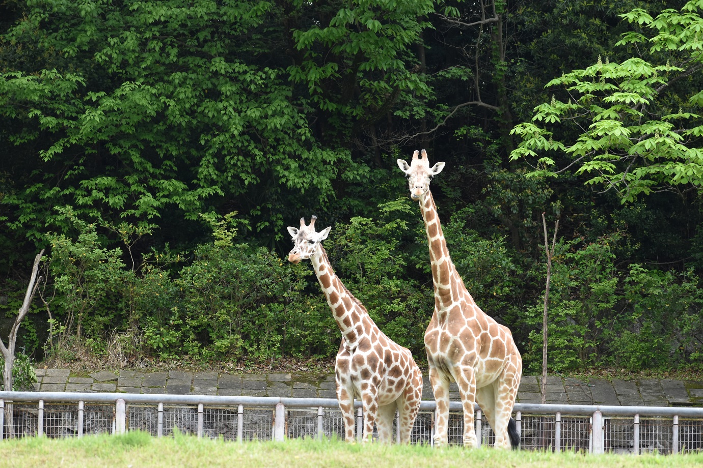 アメリとカンナ（提供：名古屋市東山動植物園）