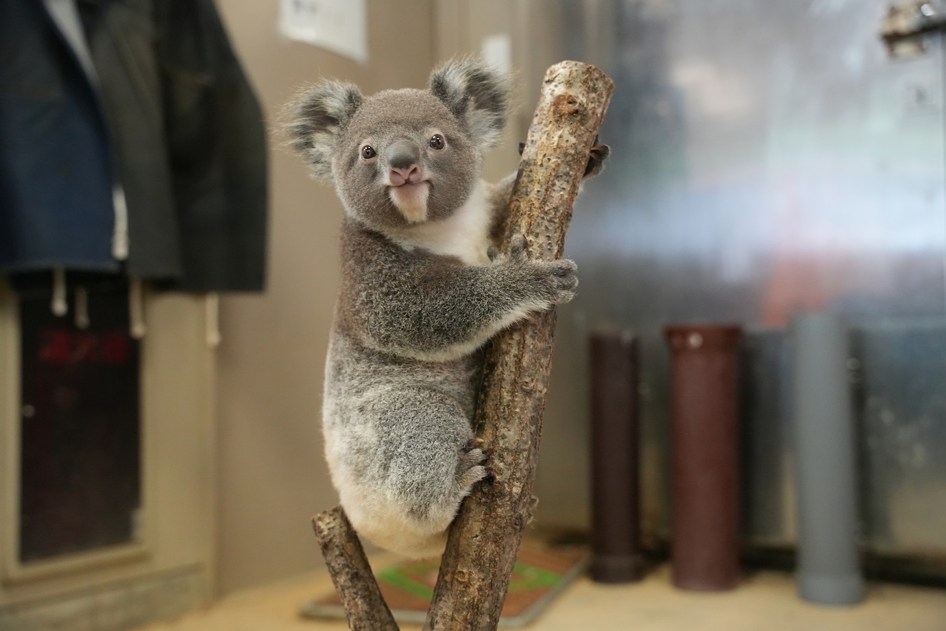 もなか（提供：東山動植物園）