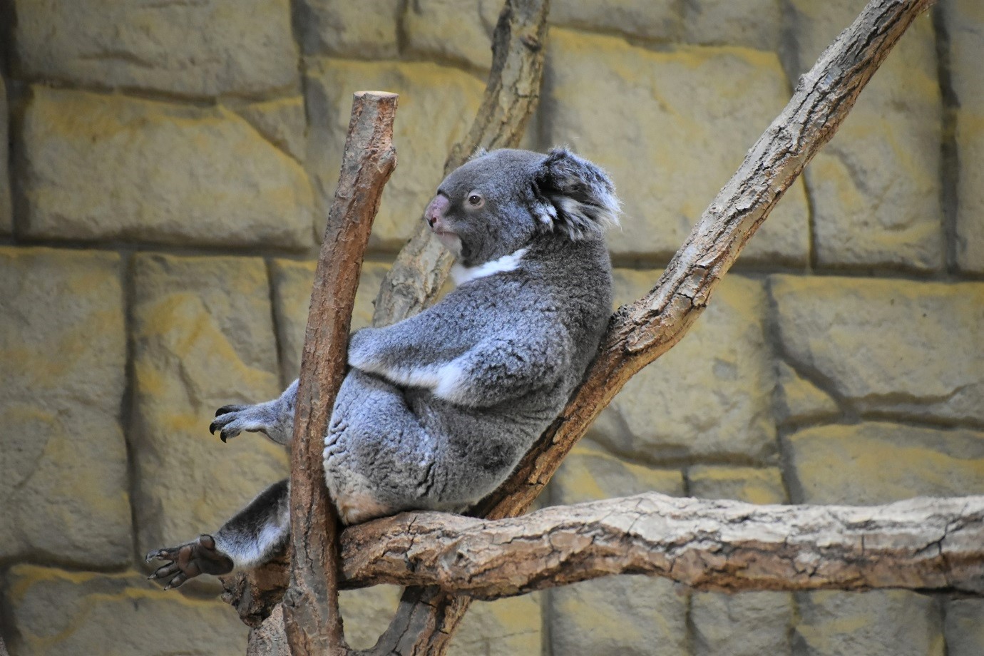 りん（提供：東山動植物園）