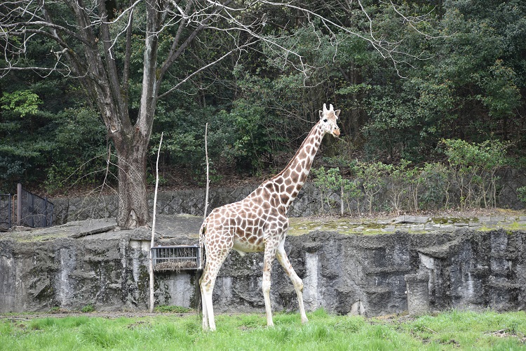 動物園のスターの素顔 ～アミメキリン編～