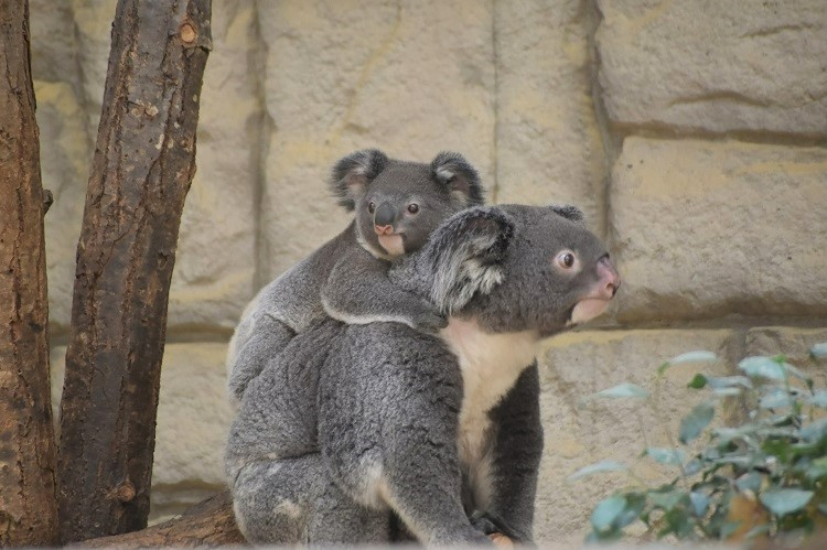 動物園のスターの素顔～コアラ編～