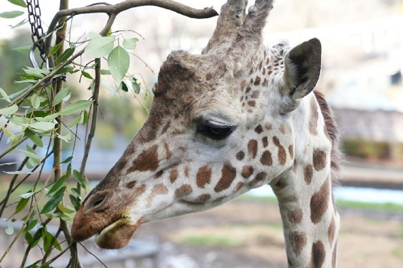 トリノ（提供：名古屋市東山動植物園）