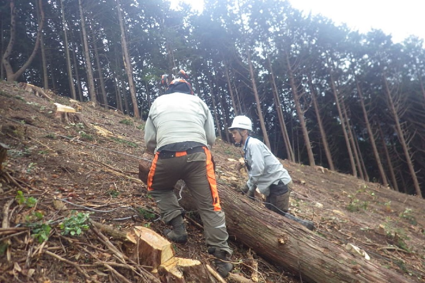 森林整備に携わっていますが、その中でも山林の木を切って運び出す仕事をしています。