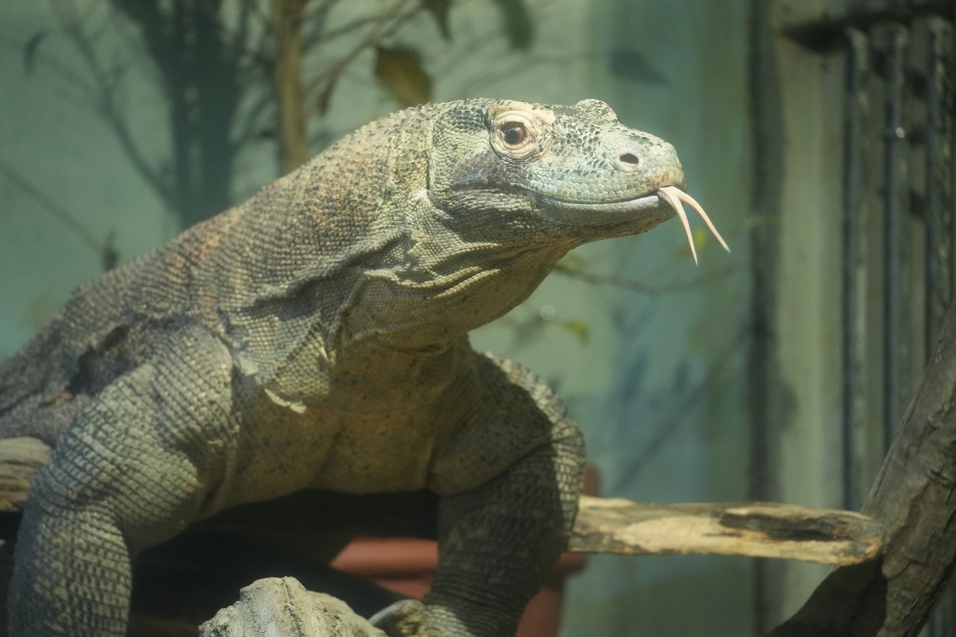 ※タロウ（提供：東山動植物園）