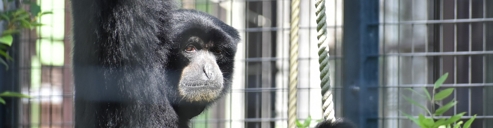 動物園のスターの素顔　フクロテナガザル編