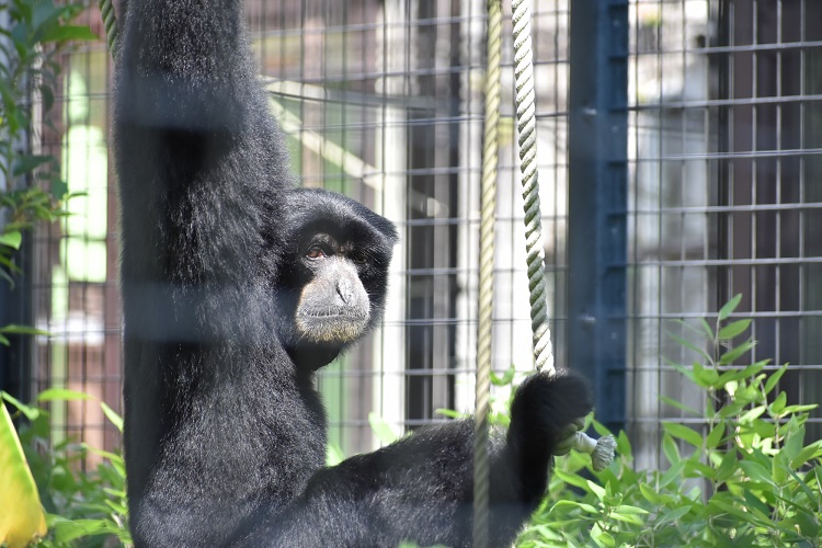 動物園のスターの素顔　フクロテナガザル編