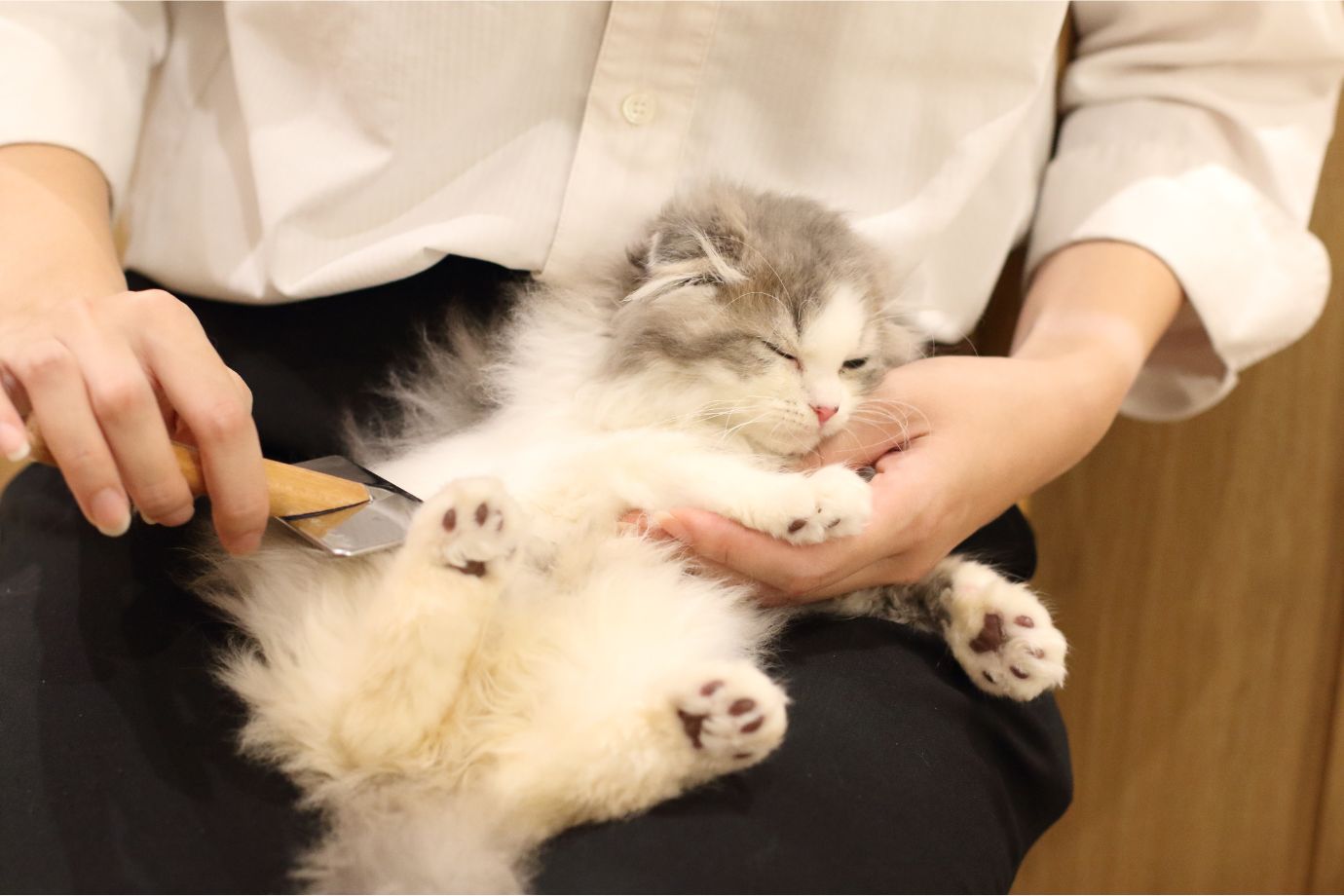 猫を飼う際にも、飼い主が果たすべき義務やルールがあります。