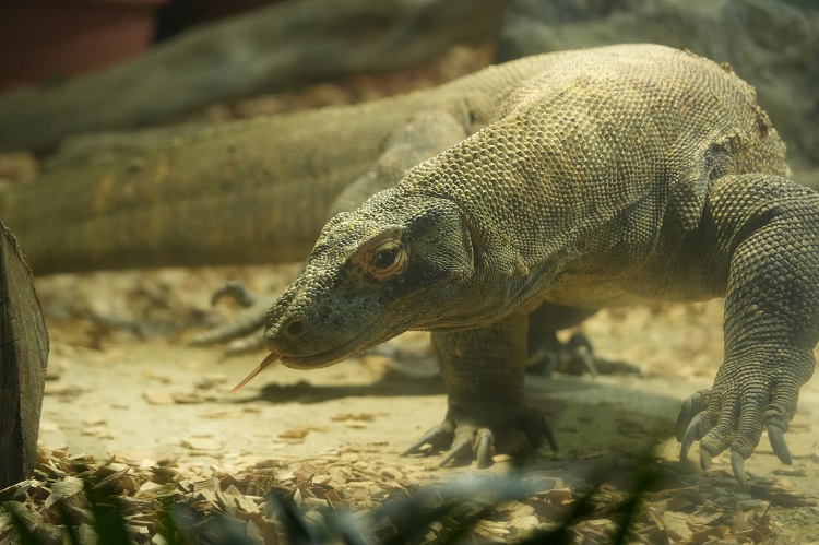 動物園のスターの素顔　コモドオオトカゲ編