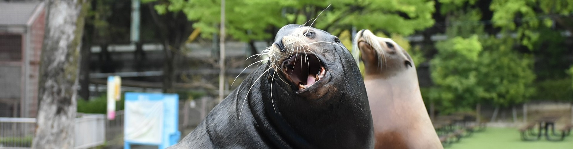 動物園のスターの素顔　カリフォルニアアシカ編