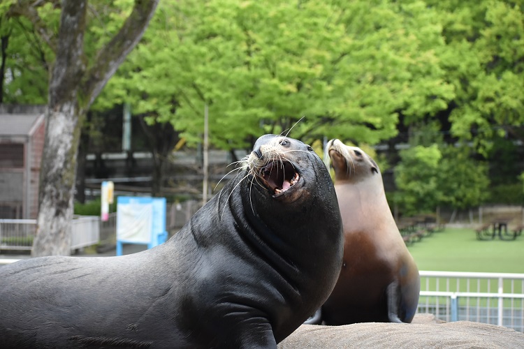 動物園のスターの素顔　カリフォルニアアシカ編