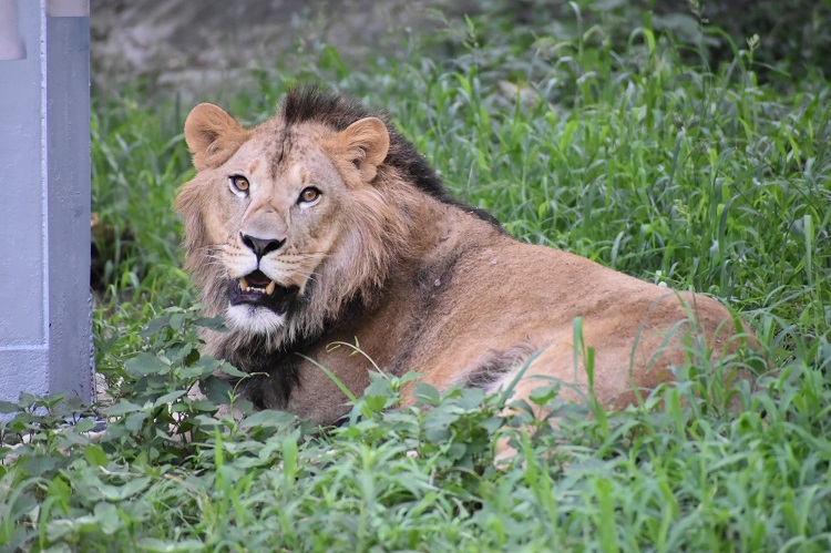 動物園のスターの素顔　ライオン編