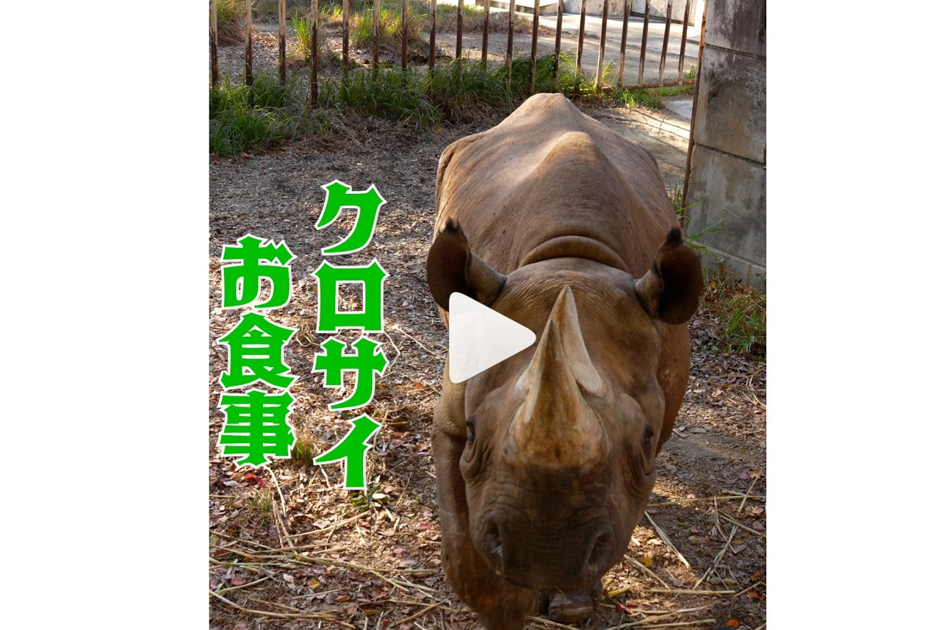 クロサイの食事の様子