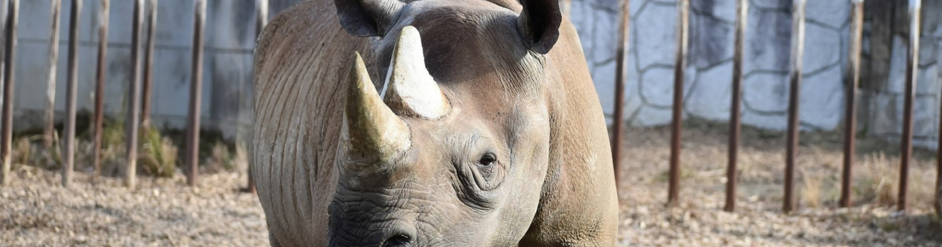 動物園のスターの素顔　クロサイ編