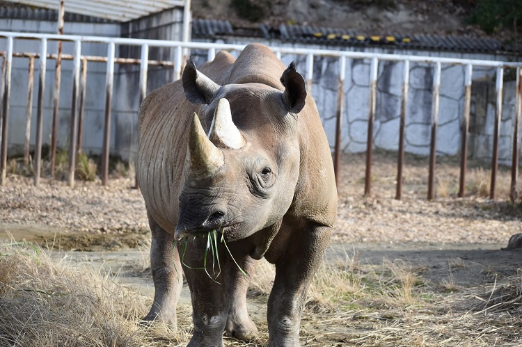 動物園のスターの素顔　クロサイ編