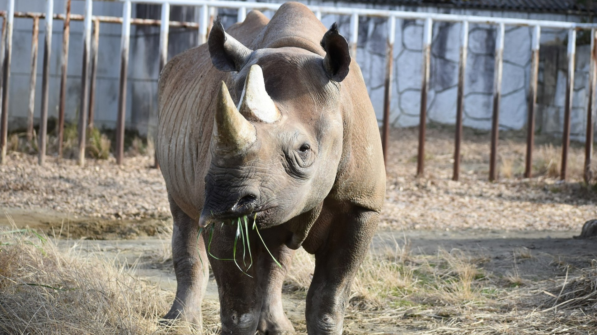 動物園のスターの素顔　クロサイ編