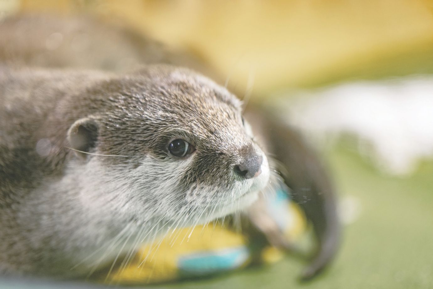 愛嬌たっぷりのカワウソ