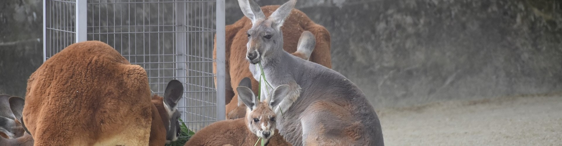 動物園のスターの素顔　アカカンガルー編