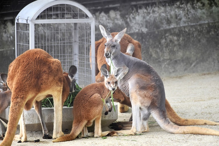 動物園のスターの素顔　アカカンガルー編