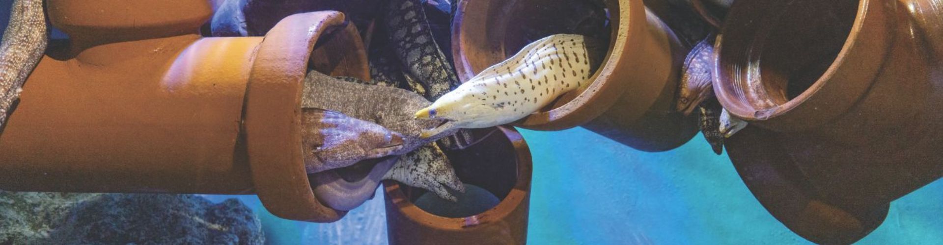 【愛知・蒲郡＆豊橋】水族館からレトロスポットまで！ 休日ドライブへGO