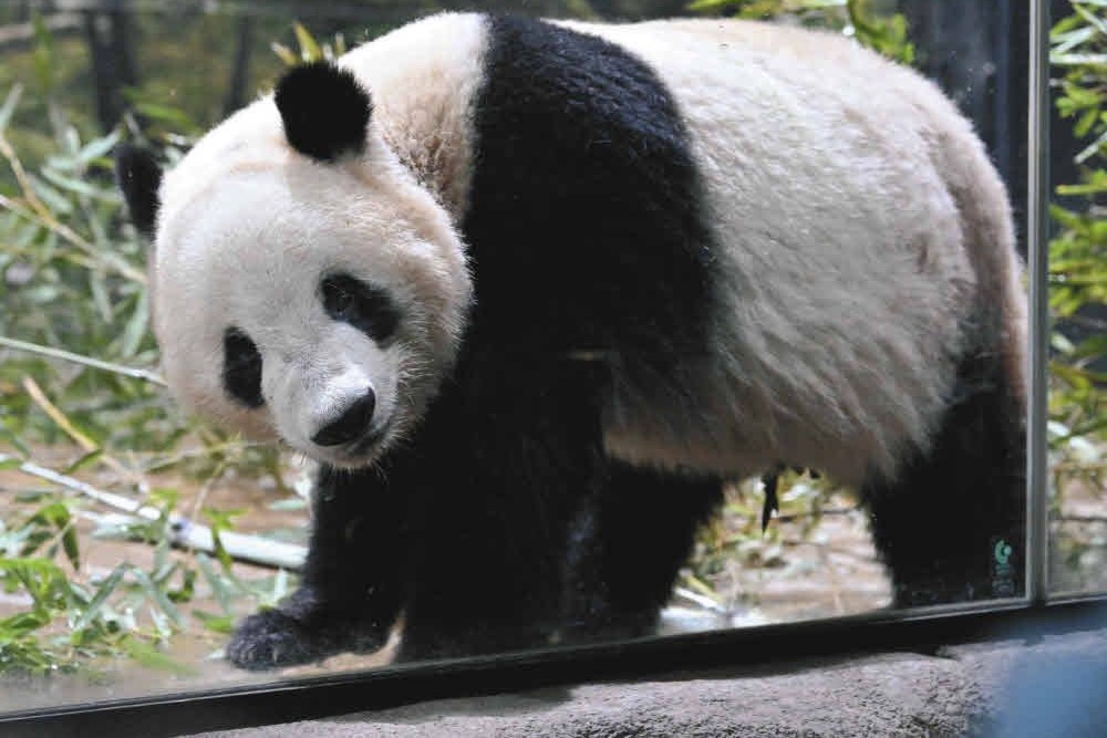 野生のパンダは絶滅の危機にひんしており、動物の国際取引を制限する「ワシントン条約」によって保護されています。
