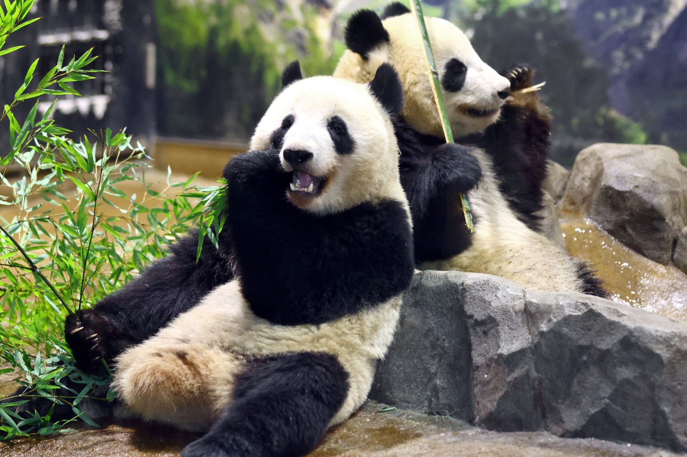 中国の歴史に詳しい愛知大の大澤肇准教授によると、パンダは中国のイメージアップに利用されてきました。