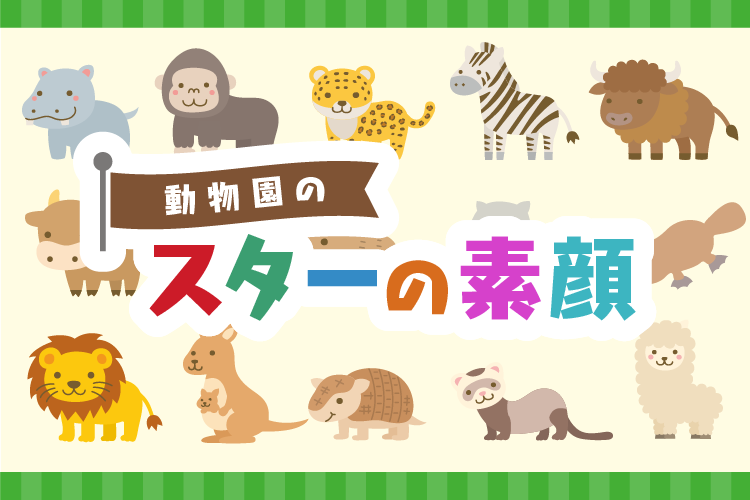 動物園のスターの素顔