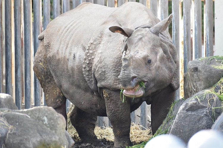 動物園のスターの素顔　インドサイ編
