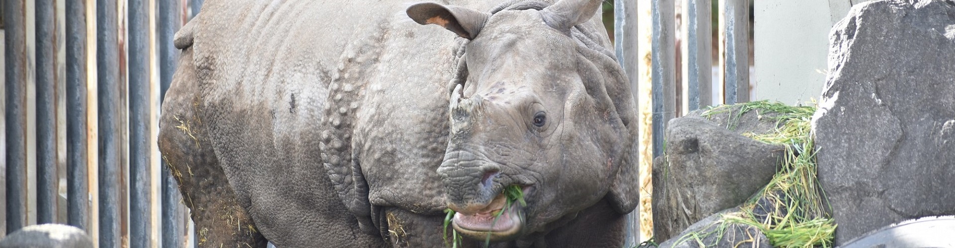 動物園のスターの素顔　インドサイ編