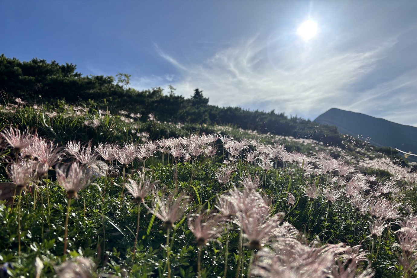 北アルプスのチングルマ（奥に見えるのは爺ケ岳）