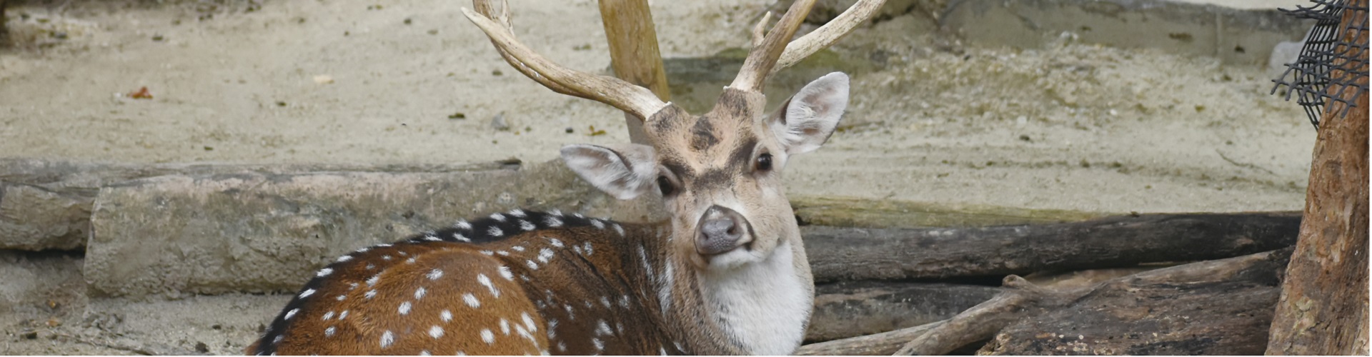 動物園のスターの素顔　アクシスジカ編