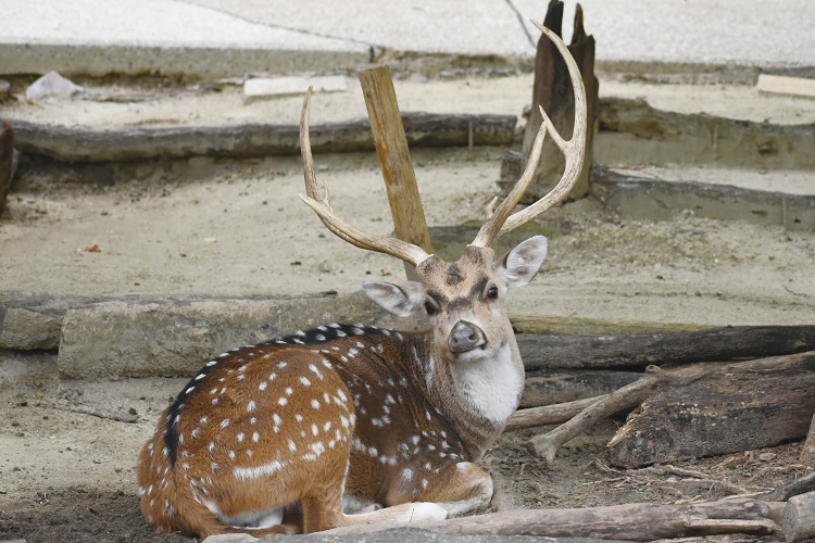 動物園のスターの素顔　アクシスジカ編