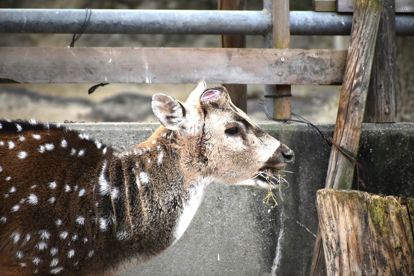 飼育員さんの「ここ注目！」