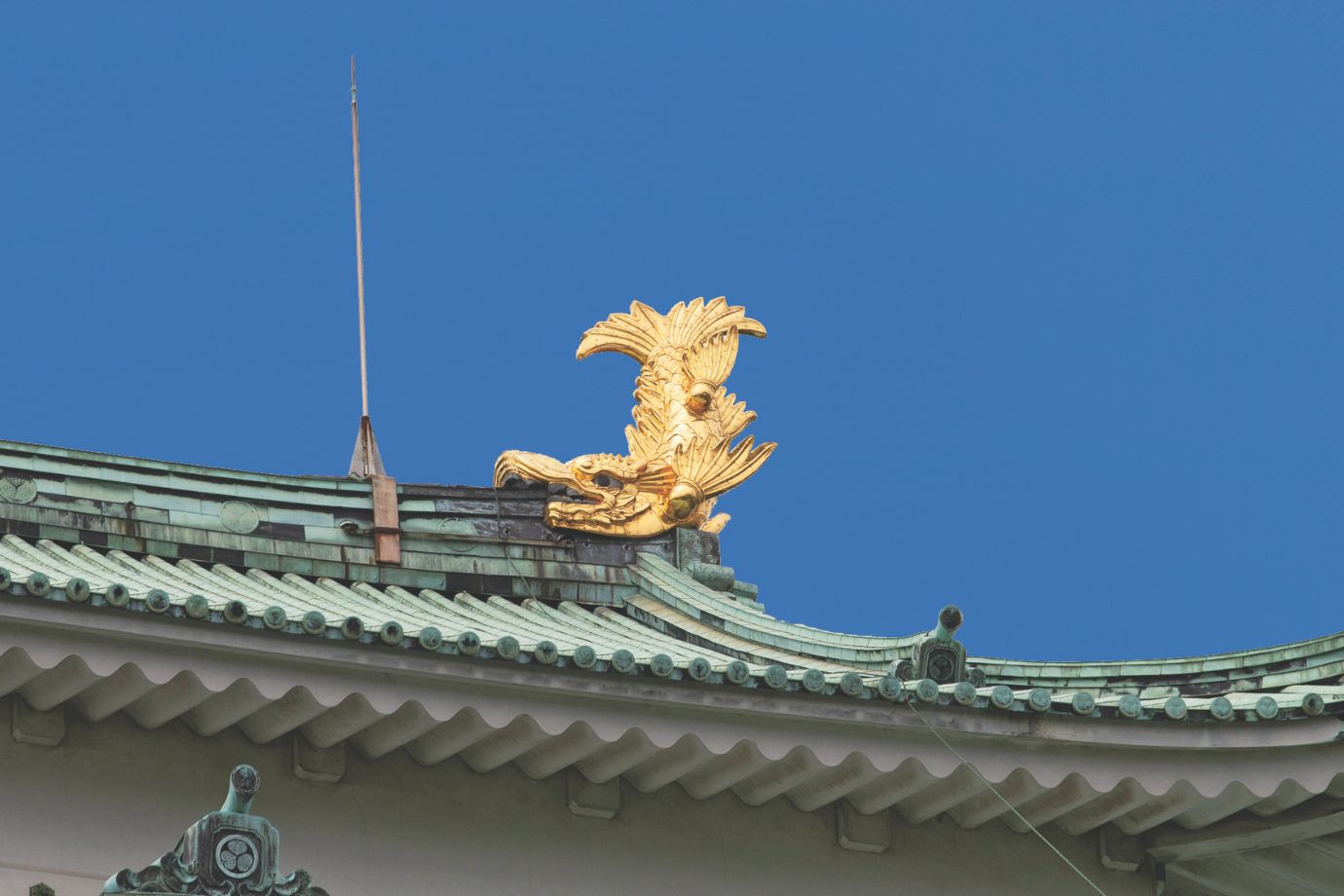 金鯱にはオスとメスがあります