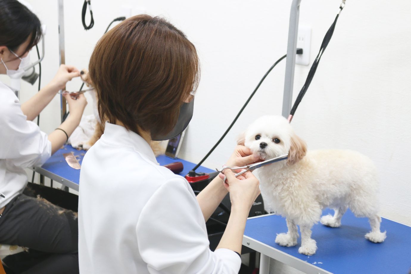 トリマーとして、ペットのシャンプーやカット、爪切りなどのトリミング業務を行っています。