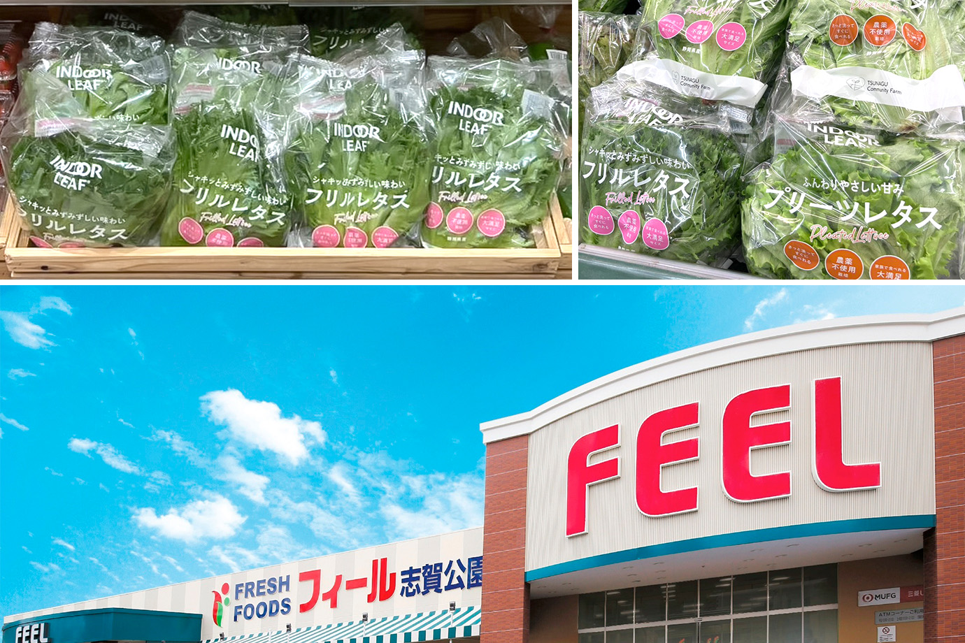 INDOOR LEAFのフリルレタスとプリーツレタスは、食品スーパー・FEELの青果コーナーで販売しています。