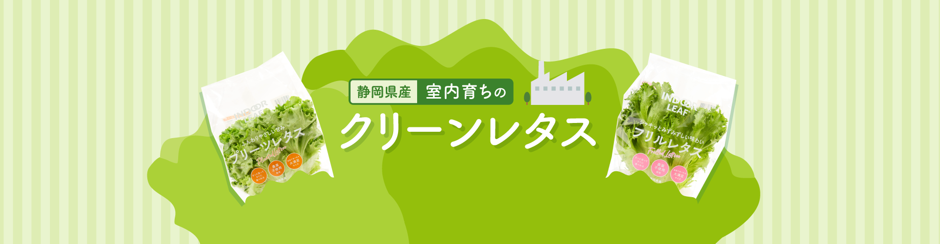 未来の畑から届く、個性あふれるレタスの魅力【きずな×TCF企画】