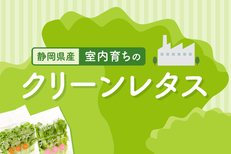 未来の畑から届く、個性あふれるレタスの魅力【きずな×TCF企画】