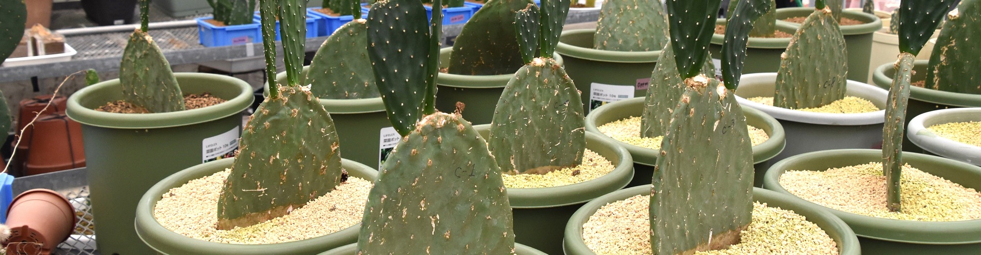 サボテンを食べて免疫力アップ! 整腸作用も確認