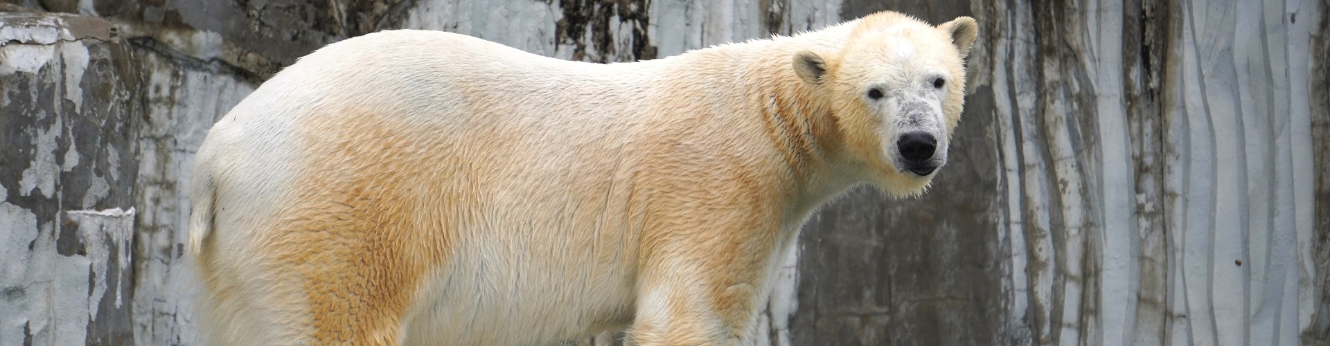 動物園のスターの素顔 ホッキョクグマ編