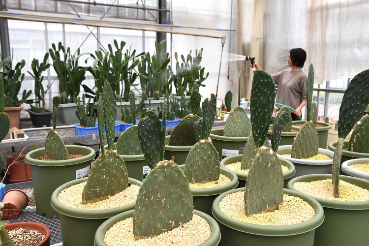 サボテンを食べて免疫力アップ！ 整腸作用も確認